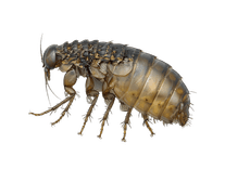 Service Image Flea (Upiya) Control